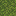 Moss Carpet